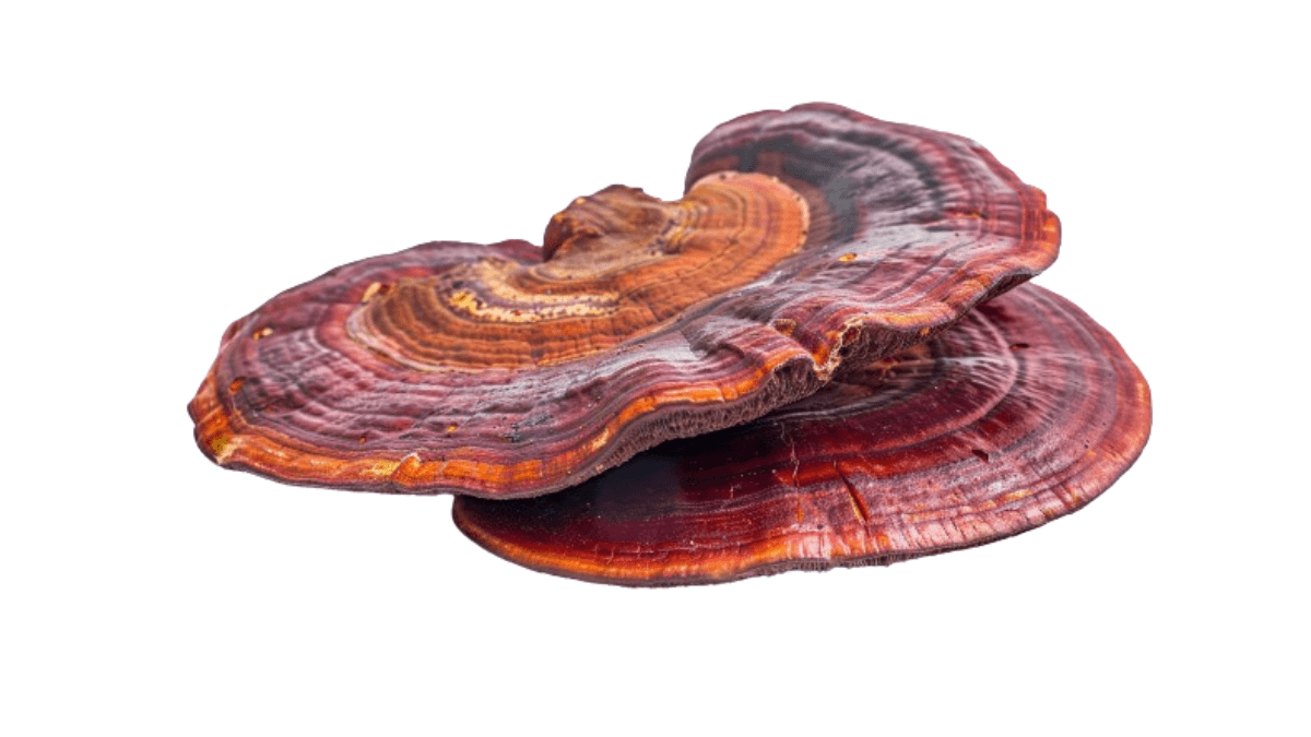 does-reishi-make-you-lose-weight-weight-loss-benefits-of-reishi