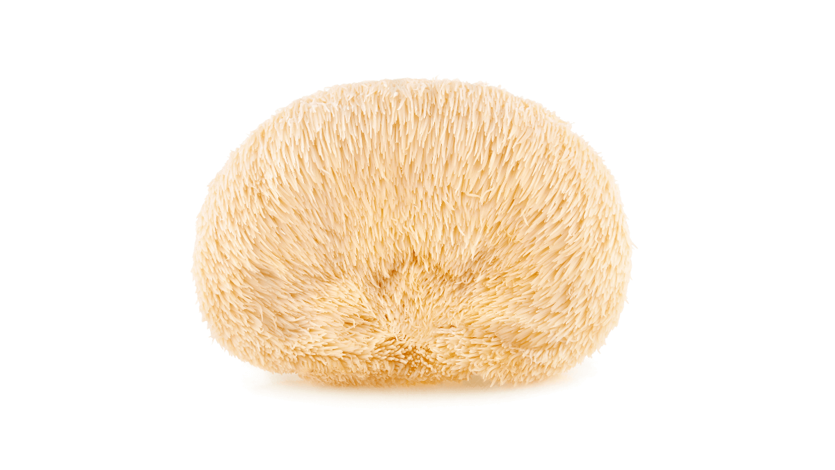 Is Lion's Mane Good for Your Kidneys? Tonik Fusion