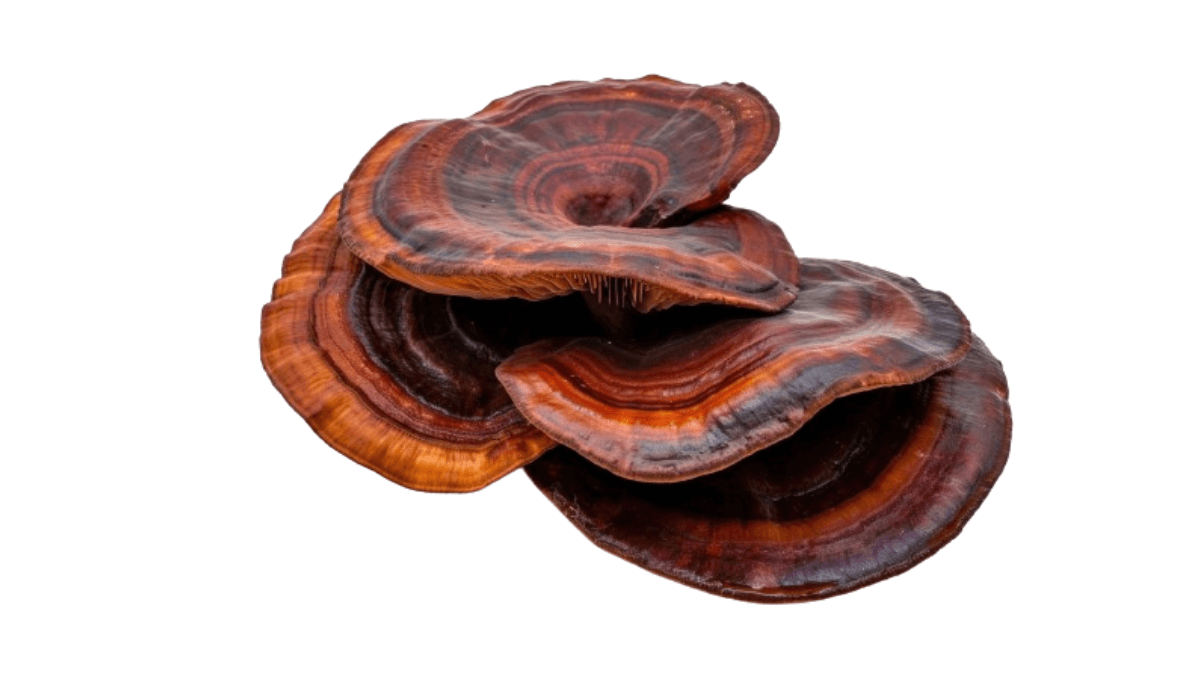 why-does-reishi-mushroom-make-you-calm-stress-sleep-benefits