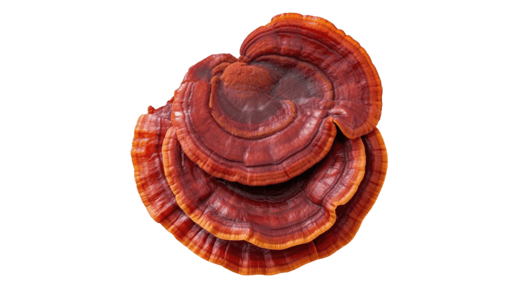 10 health benefits of reishi 