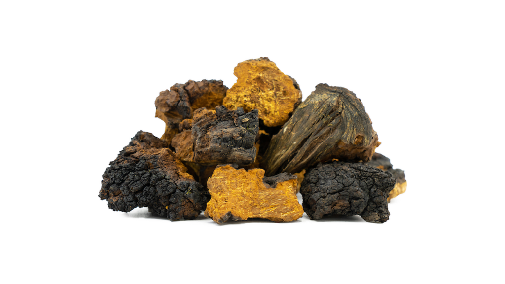 Can Chaga Help with Aging?