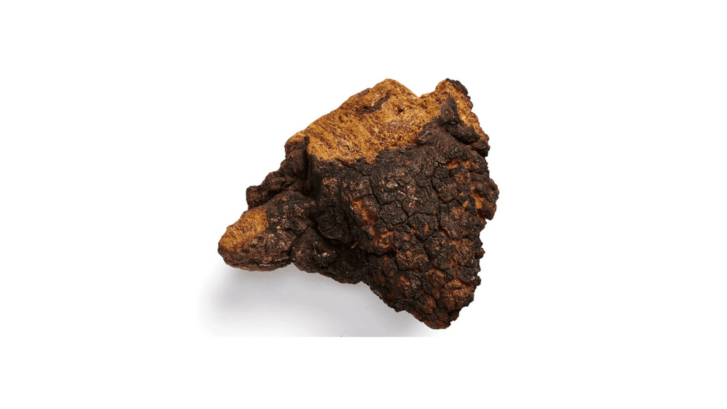 Can Chaga Mushroom Help The Liver?