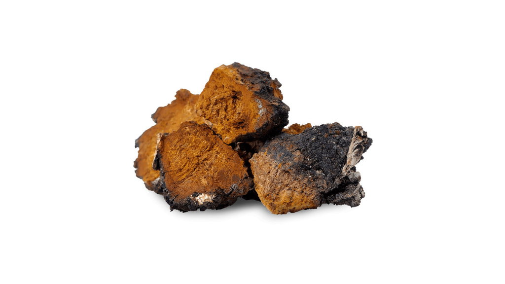 Can Chaga Mushroom Help in Treating Chronic Pain?