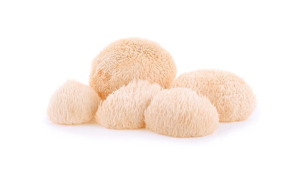 Can Lion's Mane Help with Fatigue? | Chronic Fatigue & Alertness