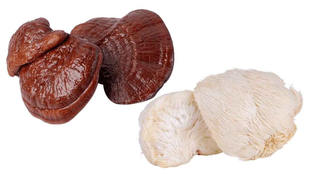 can you take lions mane and reishi together?