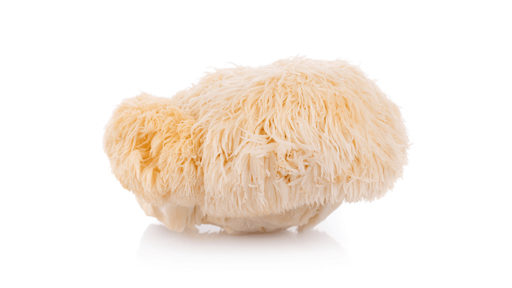 Is Lion's Mane Good For Weight Loss?