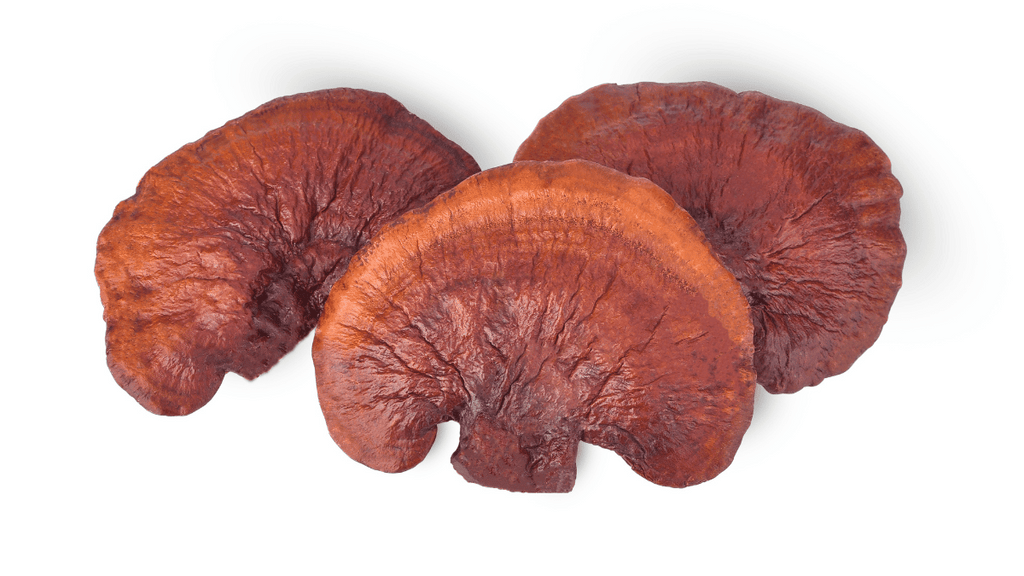 Does Reishi Help Boost Your Memory?