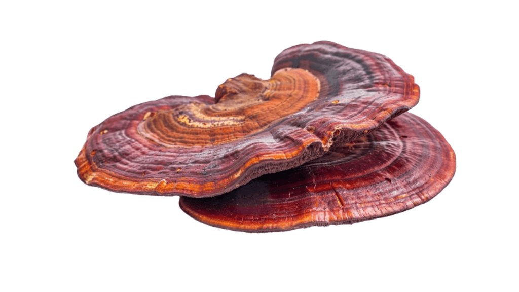 Does Reishi Make You Lose Weight?