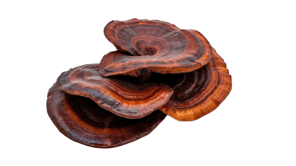 Is It OK To Have Reishi Every Day?