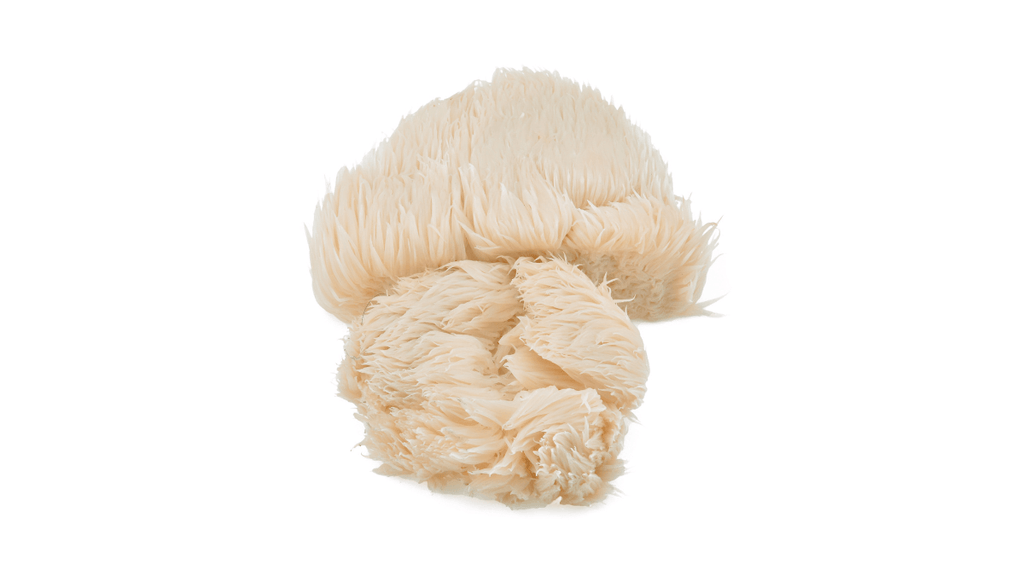 Is Lion’s Mane Addictive? Can It Cause Dependence?