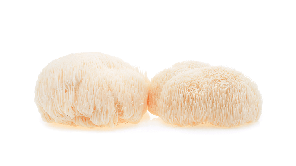 Is Lion's Mane Mushroom Beneficial for Bodybuilding?