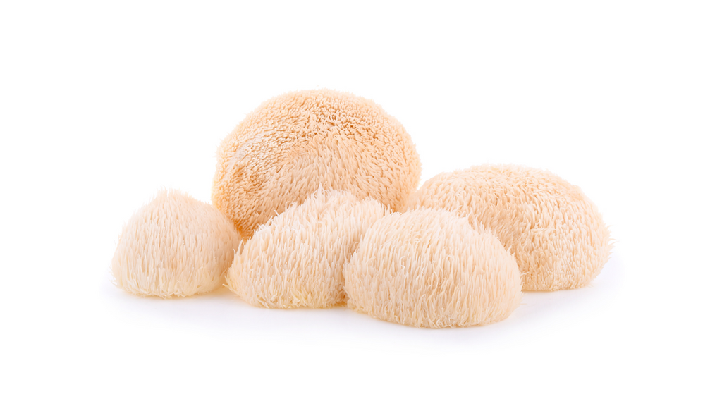 Is Lions Mane Beneficial for Osteoporosis?