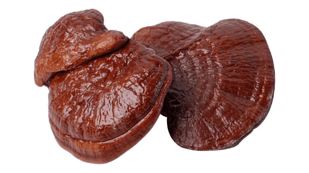 Is Reishi Good For Your Lungs?