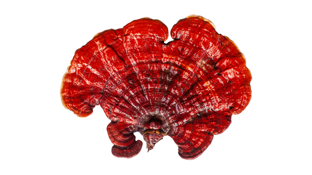 Is Reishi Good For Hair Growth?