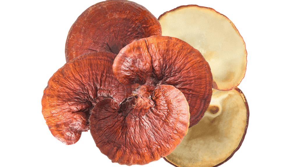 Is Reishi Anti Bacterial?