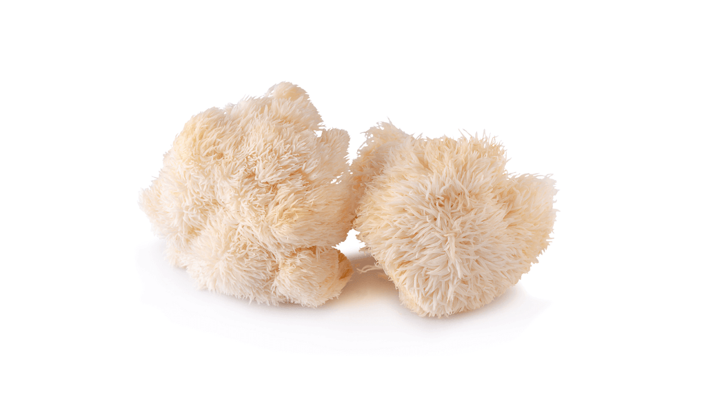 Can Lion's Mane Help Nerve Damage? | Ease Neuropathy With This Mushroom