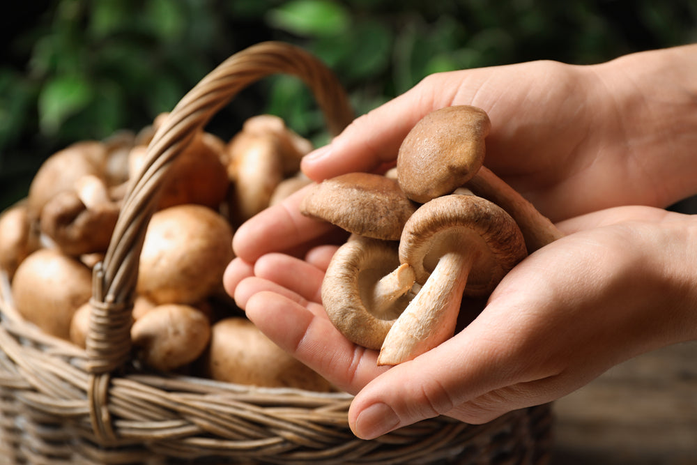 Medicinal Mushrooms for Cholesterol Can These Fungi Lower Your LDL