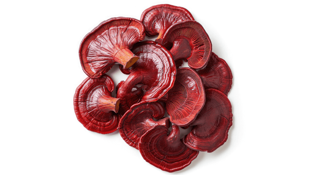 What Does Reishi Do For Your Gut?