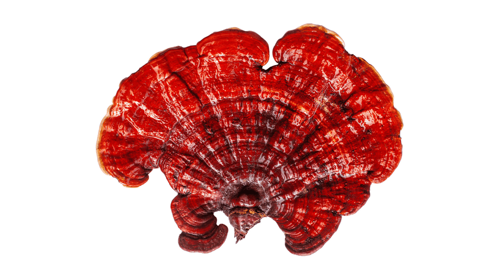 reishi mushroom white background